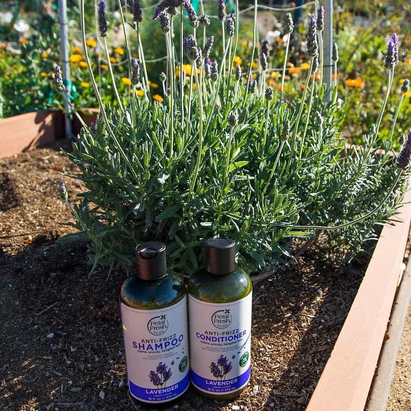 PETAL FRESH Кондиционер для волос с экстрактом лаванды – фото 3